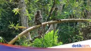 Monyet Liar Serang Bocah di Cilincing, Satu Anak Terluka dan Dirawat di RS