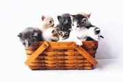 Panduan Melatih Anak Kucing ke Kotak Pasir dengan Efektif