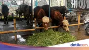 Pedagang Ungkap Penjualan Sapi Kurban di Jakarta Tetap Tinggi Meski Harga Naik