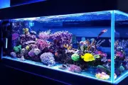 Pentingnya Menjaga pH Air Akuarium untuk Kesehatan Ikan Hias