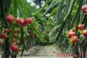 Petani India Beralih ke Buah Naga karena Tahan Cuaca Ekstrem