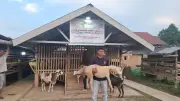 Peternak Aceh Bangkit Usai Ratusan Kambing Mati Tersapu Banjir Bandang