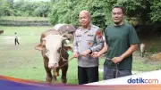 Polda Banten Salurkan 70 Sapi dan 5 Domba untuk Kurban Idul Adha 1447 H