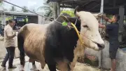 Prabowo Salurkan 1 Sapi per RW untuk Kurban di Hambalang, Idul Adha 1447 H