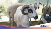 Prediksi Idul Adha 2026: Pemerintah dan Muhammadiyah Sama, Ini Jadwalnya