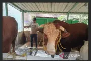 Presiden Prabowo Beli Sapi Kurban 1,05 Ton Seharga Rp 110 Juta