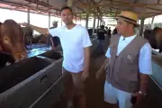Raffi Ahmad Siapkan Hewan Kurban dari Peternakan Irfan Hakim