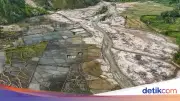 Ribuan Hektare Sawah Terdampak Bencana Sumatera Mulai Ditanami Kembali