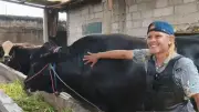 Sapi Brangus 1,15 Ton Milik Peternak Tangerang Jadi Kurban Prabowo