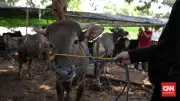 Sapi Kabur 4 Kilometer di Tasikmalaya Seruduk Warga Saat Hendak Ditangkap