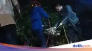 Sapi Kurban di Bogor Berontak dan Terjebak di Gorong-gorong