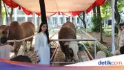 Sapi Kurban Prabowo-Gibran di Istiqlal Jadi Primadona, Warga Antre Foto