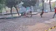Sapi Kurban Prabowo Ngamuk Seruduk Warga di Masjid Al Akbar Surabaya
