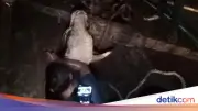 Sapi Limosin Ngamuk Saat Diikat, Terperosok ke Parit 3 Meter di Bogor