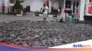 SPBU di Klaten Heboh, Ribuan Lele Tumpah dari Mobil