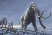 Tulang Raksasa di Museum Ternyata Bukan Milik Mammoth Berbulu