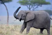 Turis Tewas Terinjak Gajah Berkelahi di India