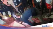 Ular King Kobra 3 Meter Teror Warga Kuningan, Petugas Damkar Kewalahan