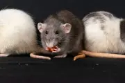 Video Tikus Terinfeksi Hantavirus Ternyata Hasil Manipulasi AI