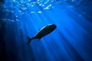 Virus Udang dan Ikan Terbukti Bisa Infeksi Mata Manusia, Studi China Ungkap
