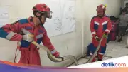 Warga Kalideres Kaget, Ular Sanca 4 Meter Dievakuasi Damkar