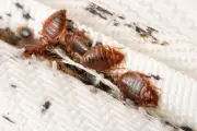 Waspada Kutu Busuk, Hama Kecil yang Suka Bersembunyi di Sofa