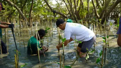 300 Pohon Mangrove Ditanam di Ekowisata Wonorejo Surabaya