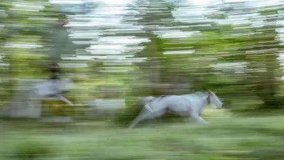43 Pemburu Diperiksa Polisi Buntut Bocah Bogor Tewas Diserang Anjing