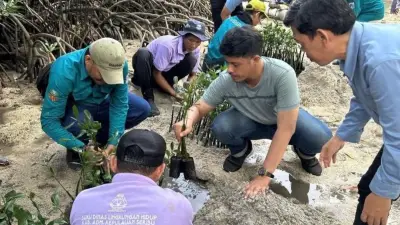 50 Tukik Dilepas dan 500 Bibit Mangrove Ditanam di Pulau Sabira