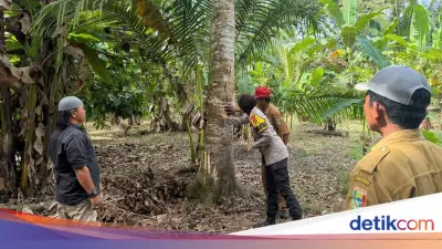 Beruang Masuk Kebun, Warga Tanggamus Panik Saat Berkebun