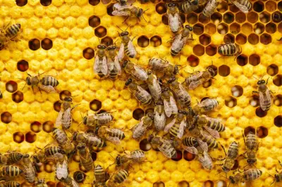 BRIN dan UGM Temukan Bakteri Probiotik Antikanker dari Madu