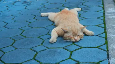 Buang Kucing ke Banjir Kanal, Pria Semarang Ditangkap Polisi