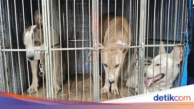 Camat Jasinga Usul Aturan Berburu Usai Bocah Tewas Diserang Anjing