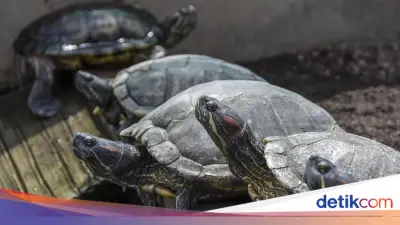 China Khawatir Kura-kura dan Ikan Jadi Alat Mata-mata Asing