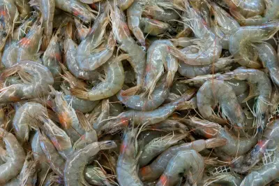 Ekspor Udang Tangkapan RI ke Arab Saudi Kembali Dibuka