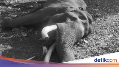 Gajah Sumatera Indro, Penjaga Konflik Tesso Nilo, Mati di Usia 45 Tahun