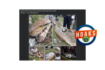 Hoaks Foto Ular Piton Perut Besar Usai Mangsa Manusia di Kalimantan