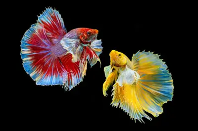 Ikan Cupang: Si Cantik Agresif dengan Sifat Teritorial yang Tinggi