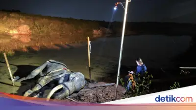 Indra, Gajah Tangguh TN Way Kambas Mati di Usia 42 Tahun