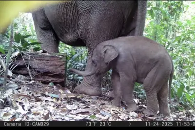 Kelahiran Nona Seroja, Bayi Gajah Sumatera di Taman Nasional Tesso Nilo Viral