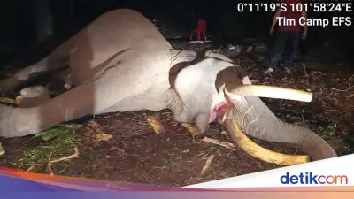 Kronologi Kematian Gajah Sumatera Indro di Taman Nasional Tesso Nilo