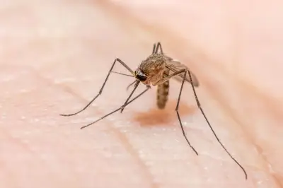 Mahasiswa Unair Ciptakan Malaiscope untuk Diagnosis Malaria