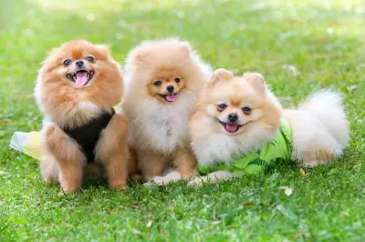 Mengapa Anjing Pomeranian Sering Dianggap Agresif? Ini Faktanya