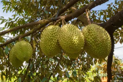Musim Durian di Lorong Lew Lian Singapura Tarik Perhatian Warga
