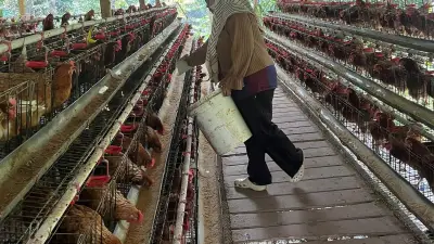 Nahtadia Sukses Kembangkan Usaha Ayam Petelur Berkat Kupra BRI, Omzet Capai Rp48 Juta