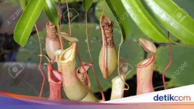Pencuri Kantong Semar Dua Kali Beraksi di Kebun Raya Bogor, Ngaku Koleksi