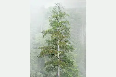 Pohon Tertinggi di Asia Timur Ditemukan di Taiwan, Tingginya 84,1 Meter