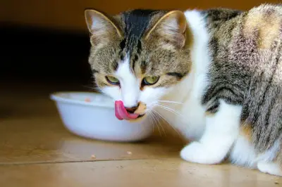 Porsi Makan Kucing: Jangan Berlebihan, Ini Dampak Buruknya