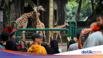 Promo HUT Jakarta: Pemegang KTP DKI Gratis Masuk Ragunan 3 Hari