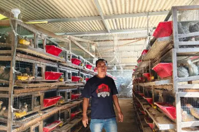 Ribuan Telur Puyuh Dikemas Suprianto di Borobudur Setiap Pagi